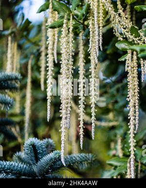 A Garrya Elliptica James Roof or Silk-Tassel Bush, growing in a Country Garden. Stock Photo