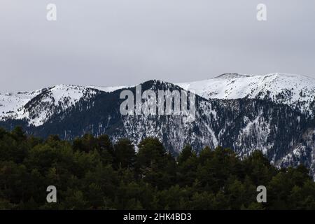 Bog pine (Pinus Mugo) forest in the snowy mountains Stock Photo