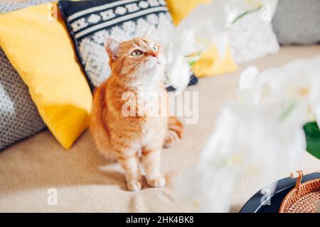 Ginger cat looking at white orchid in blossom blooming on coffee table. Home decorated with flowers. Interior Stock Photo