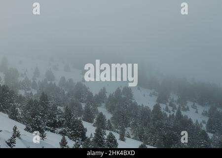 Bog pine (Pinus Mugo) forest under a snow storm in the mountain Stock Photo