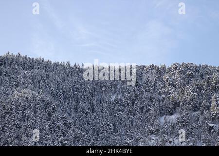 Bog pine (Pinus Mugo) forest after a snow storm in the mountain Stock Photo