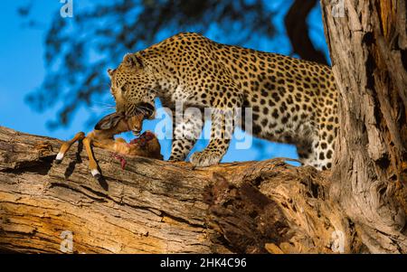 BOTSWANA: The leopard munches down on the impala's head. EYE-POPPING pictures of an impala captured by a leopard have been captured. One image shows t Stock Photo