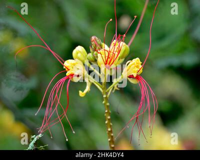 Closeup of yellow Caesalpinia gilliesii flowers with long red stamens Stock Photo