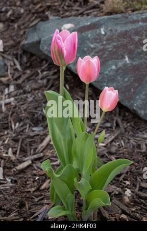 Group of three pink tulips with a rock behind. Stock Photo