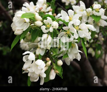 White flowering crabapple blossoms on a branch of a tree blooming in the spring. Stock Photo