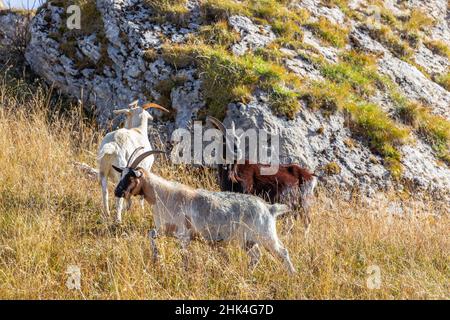 Three horned goats stand among dry autumn grasses beside a rocky outcrop on Alpe di Siusi, South Tyrol, Italy. Stock Photo
