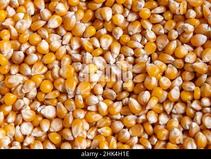 Close up of a heap of popping corn. Stock Photo