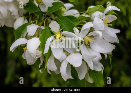 White flowering crabapple blossoms on a branch of a tree blooming in the spring. Stock Photo