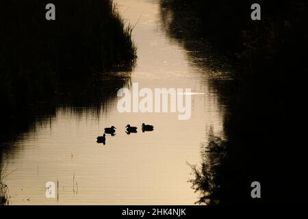 Group of Mallards (Anas platyrhynchos) silhouetted at sunset. Ebro Delta Natural Park. Catalonia. Spain. Stock Photo