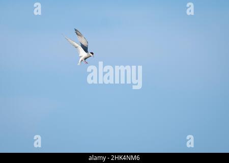 Common Tern (Sterna hirundo) hovering in the air and ready to fish. Ebro Delta Natural Park. Catalonia. Spain. Stock Photo