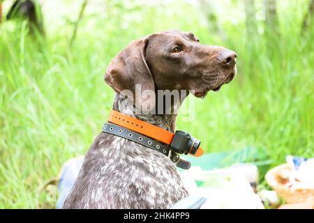 Deutsch kurzhaar in green meadow. Anxious gun dog with electric collar on neck. Stock Photo