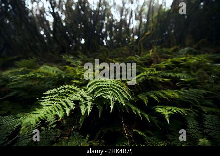 Selective focus on leaves of fern in mysterious foggy forest. Anaga national park in Tenerife, Spain. Stock Photo