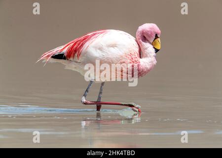 Rare James's flamingo (Phoenicoparrus jamesi), Eduardo Avaroa Andean Fauna National Reserve, Bolivia, South America Stock Photo