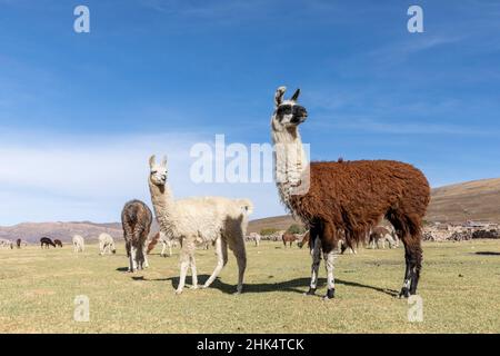 Llamas (Lama glama), feeding near Coqueza, a small town near the Thunupa Volcano, Salar de Uyuni, Bolivia, South America Stock Photo
