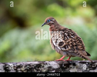 An adult Galapagos dove (Zenaida galapagoensis) in the highlands of Santa Cruz Island, Galapagos, Ecuador, South America Stock Photo