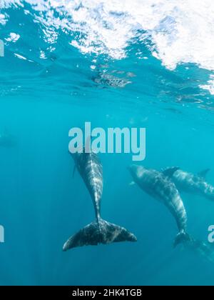 Adult bottlenose dolphins (Tursiops truncatus), underwater near Fernandina Island, Galapagos, Ecuador, South America Stock Photo