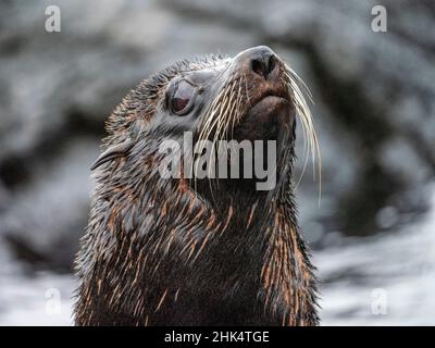 An adult Galapagos fur seal (Arctocephalus galapagoensis), Santiago Island, Galapagos, Ecuador, South America Stock Photo