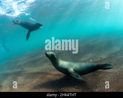 Adult Galapagos sea lions (Zalophus wollebaeki) underwater on Rabida Island, Galapagos, Ecuador, South America Stock Photo