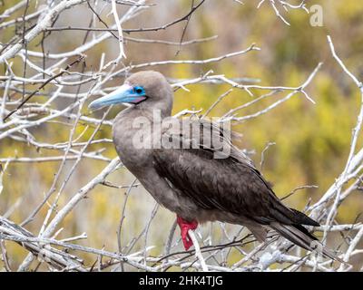An adult red-footed booby (Sula sula), on the nest at Punta Pitt, San Cristobal Island, Galapagos, Ecuador, South America Stock Photo