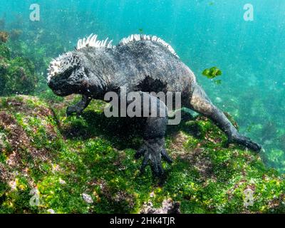 Adult Marine Iguana Stock Photo - Alamy