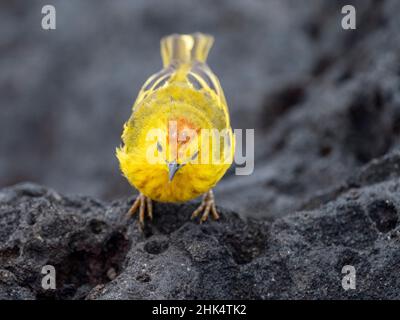 An adult yellow warbler (Setophaga petechia), at Puerto Egas on Santiago Island, Galapagos, Ecuador, South America Stock Photo