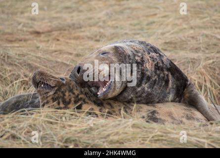Mating grey seals, Donna Nook, Lincolnshire Stock Photo