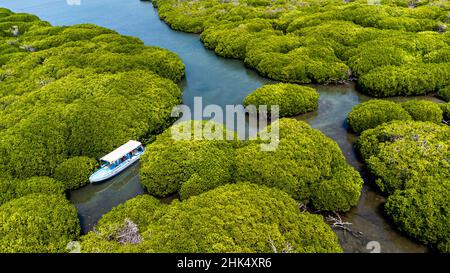 Aerial of the Mangrove forest, Farasan islands, Kingdom of Saudi Arabia, Middle East Stock Photo