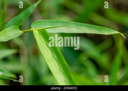 A green bamboo plant twig and leaves, pointed shoots, with a rough leaf surface, blurred green foliage background Stock Photo