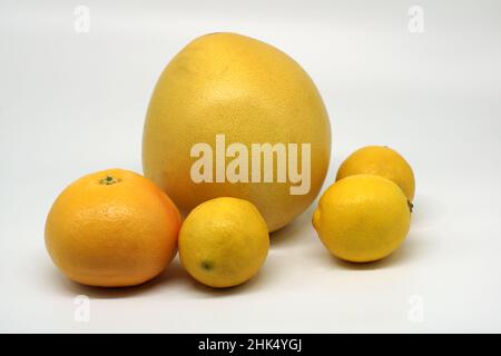 A group of yellow citrus fruits. A grapefruit, a pummelo and three lemons isolated on a white background Stock Photo