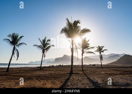 Palm trees in backlight on Mughsail beach, Salalah, Oman, Middle East Stock Photo