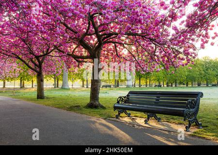 Cherry blossom in Greenwich Park, London, England, United Kingdom, Europe Stock Photo