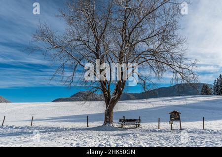 Large deciduous tree in a snowy field on a sunny winter day Stock Photo