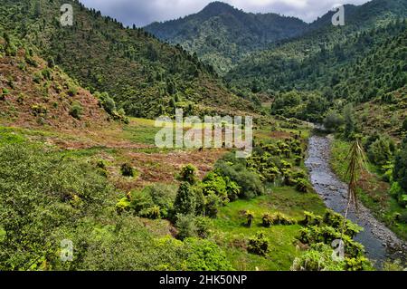 Landscape with forest and overgrown field along the Tauranga Stream in Waioeka Gorge Scenic Reserve, between Tauranga and Opotiki, New Zealand Stock Photo