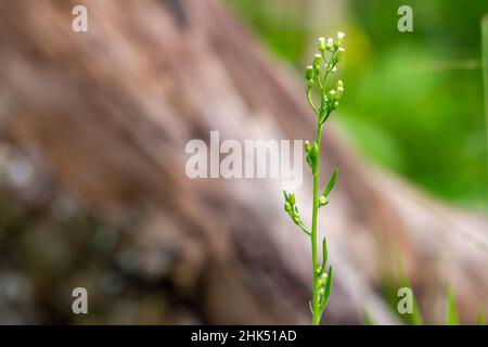 A plant known as Cyanthillium cinereum has mini flowers with various colors, the background of the leaves is green which is blurry Stock Photo