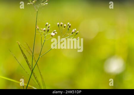 A plant known as Cyanthillium cinereum has mini flowers with various colors, the background of the leaves is green which is blurry Stock Photo