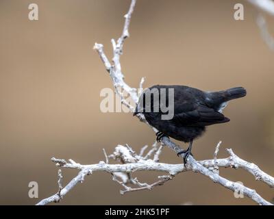 One of 18 species of Darwin's finches, Punta Pitt, San Cristobal Island, Galapagos, Ecuador, South America Stock Photo