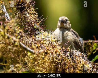 One of 18 species of Darwin's finches, in the Highlands, Santa Cruz Island, Galapagos, Ecuador, South America Stock Photo