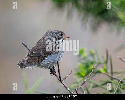 One of 18 species of Darwin's finches, Punta Pitt, San Cristobal Island, Galapagos, Ecuador, South America Stock Photo