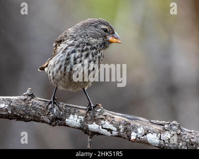 One of 18 species of Darwin's finches, Fernandina Island, Galapagos, Ecuador, South America Stock Photo