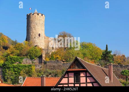 Castle of Kaysersberg, Alsace, Alsatian Wine Route, Haut-Rhin, France, Europe Stock Photo