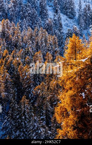 Autumn foliage of multi colored trees in the forest covered with snow, Switzerland, Europe Stock Photo