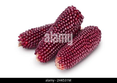 Purple corn or maize isolated on white background with clipping path and full depth of field Stock Photo