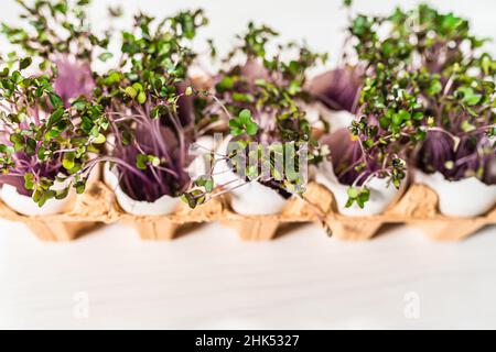Red kohlrabi microgreen sprouts in eggshells in cardboard tray. Easter decorations. Easter egg. Raw food diet, growing microgreens at home. Stock Photo