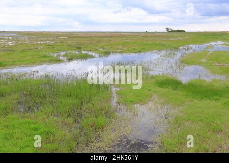 Wet meadows flooded areas in Beka Nature Reserve Stock Photo