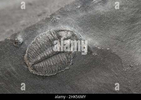 Elrathia Kingii Trilobite fossil in shale stone (Cambrian age). (shallow dof) Stock Photo