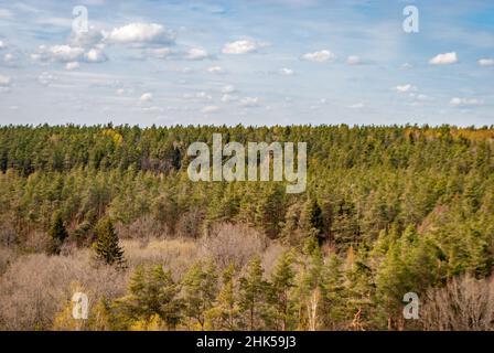 Spring mixed forest against the background of blue sky with clouds, natural background. Stock Photo