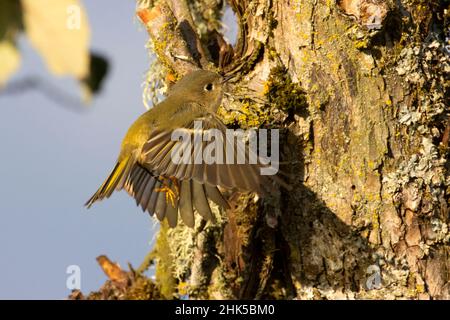 Ruby-crowned Kinglet (Corthylio calendula), Ankeny National Wildlife Refuge, Oregon Stock Photo