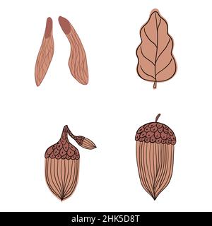 Set autumn elements isolated on white background. Decorative design Fraxinus seed, leaf and acorn in doodle style for any purpose. Vector illustration Stock Vector