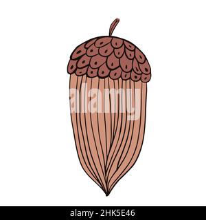 Cartoon long acorn brown isolated on white background. Design oak seedlings in doodle style for any purpose.Vector illustration. Stock Vector