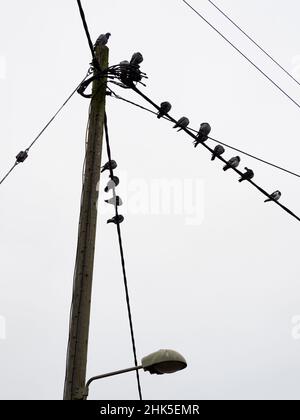 What makes a desirable perching spot for pigeons? I don't know but, whatever the relevant criteria are, this pole and street light in Lower Radley Vil Stock Photo